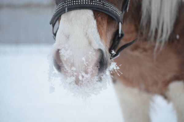 Vinterens farer for hesten