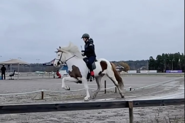 Flotte hester i Tønsberg