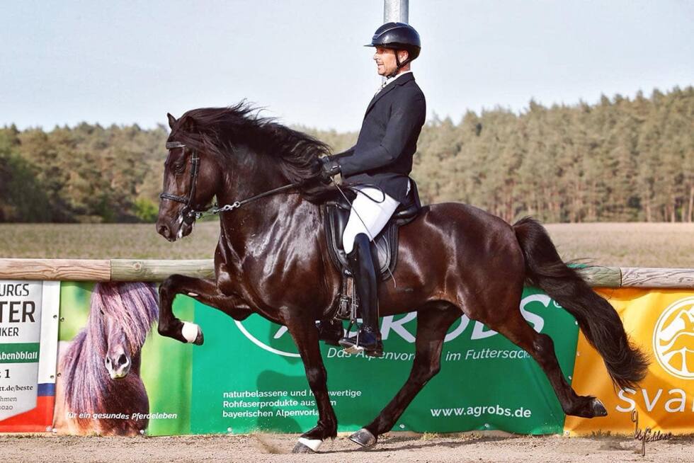 Fenrir frá Feti har fått 1.premie for avkom.
 Foto: Ulrich Neddens