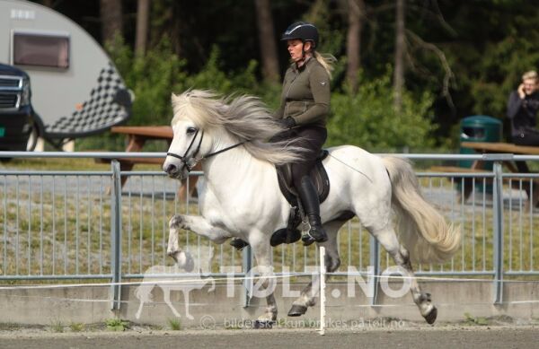 Lysbehandling hjelper ikke sår på hester til å leges