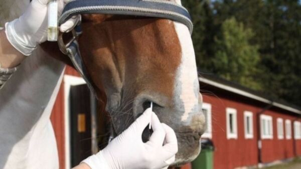 Tre hester døde etter EHV-1 smitte