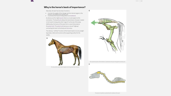 Hestens anatomi i ryggen