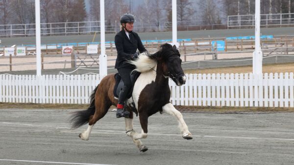 Disse skal representere Norge i Gæðingakeppni