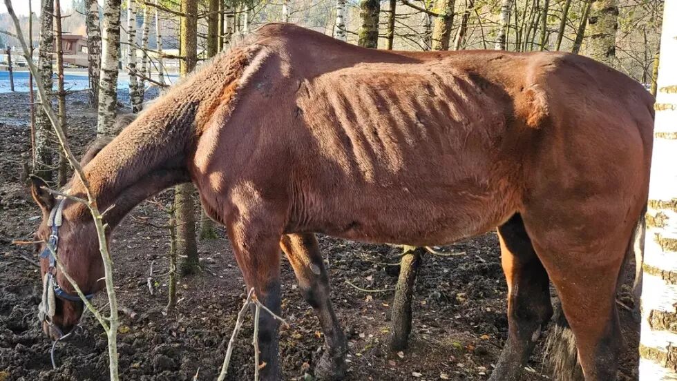 Slik så en av hestene ut.
 Foto: Mattilsynet