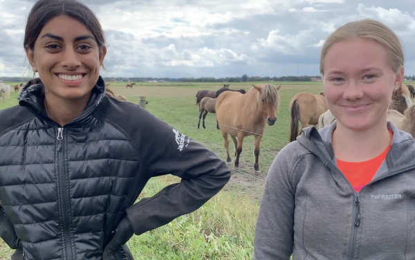 Oppfyller drømmen om å jobbe med hest i Danmark