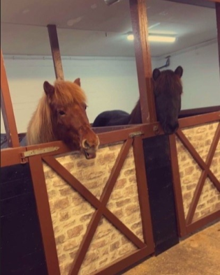Tira endelig hjemme igjen - alle savnet å ha henne i stallen.
 Foto: Privat