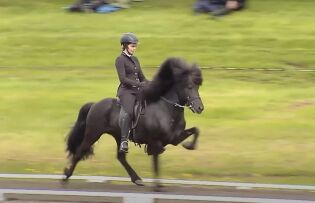 Kongen tapte kampen