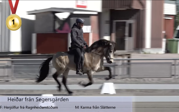 Lonas Heiðar beste 4 års hingst