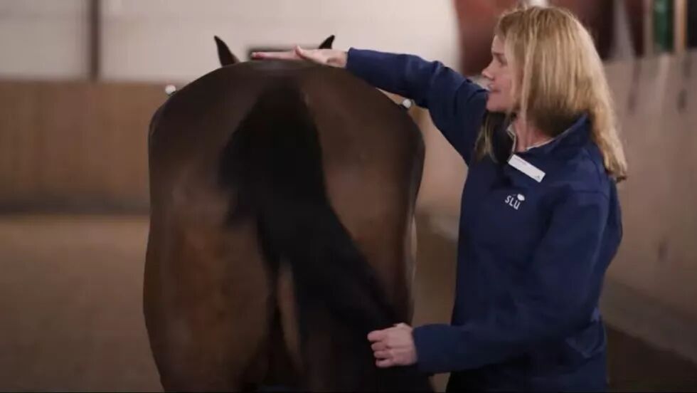 Se filmen der kan du lære mer om hvordan du kan lære å lese hestens bevegelsesmønster og oppdage den vanskelige bakbeinshaltheten her.
 Foto: Skjermdump