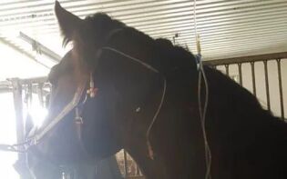 Kolikk hos hest