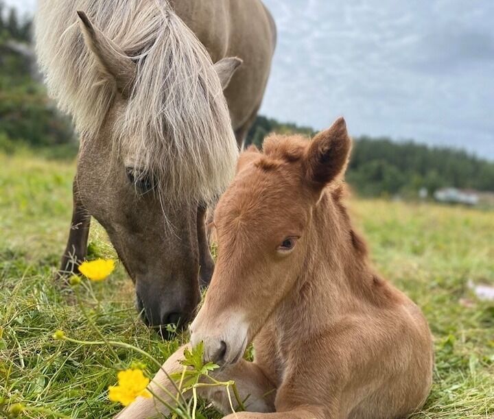 Arion, etter Frakkur frá Langholti (8,68) og  Skima fra Bujord.
 Foto: privat