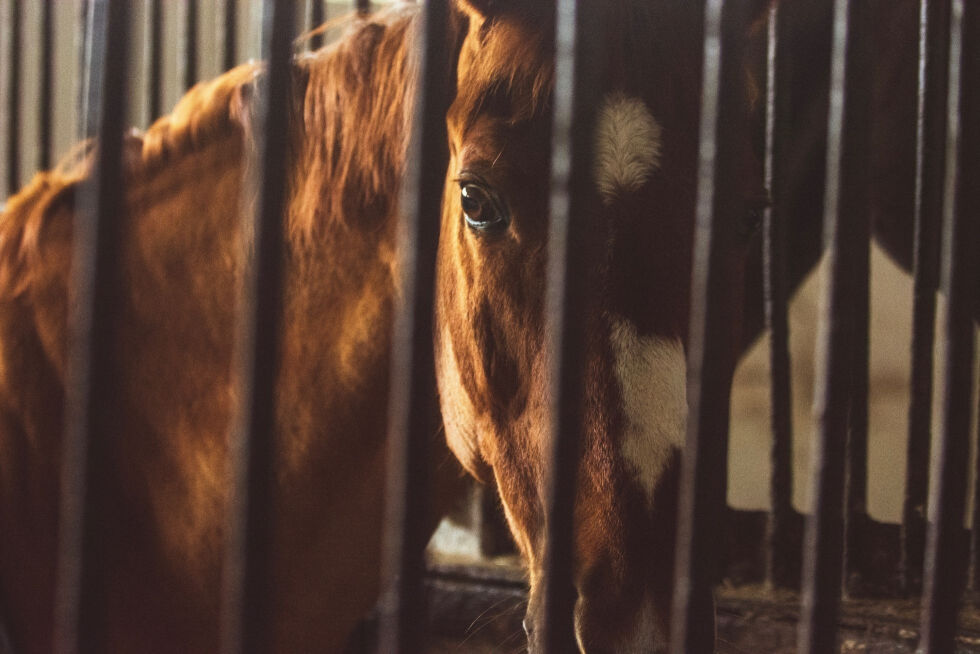 Hestene er innelåst nesten hele døgnet for sin egen sikkerhet.
 Foto: Regina Oliinyk