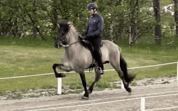 Norsk hest tredje på Landsmót