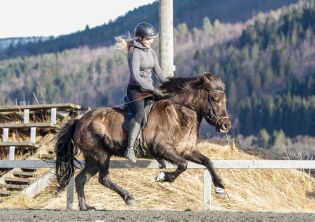 Gode hester i F1