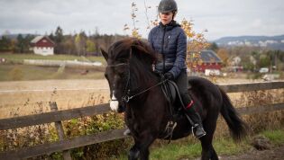 Drømmer om å jobbe med hest