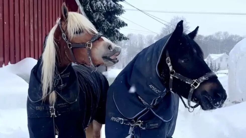 Regelverket for hest og kulde