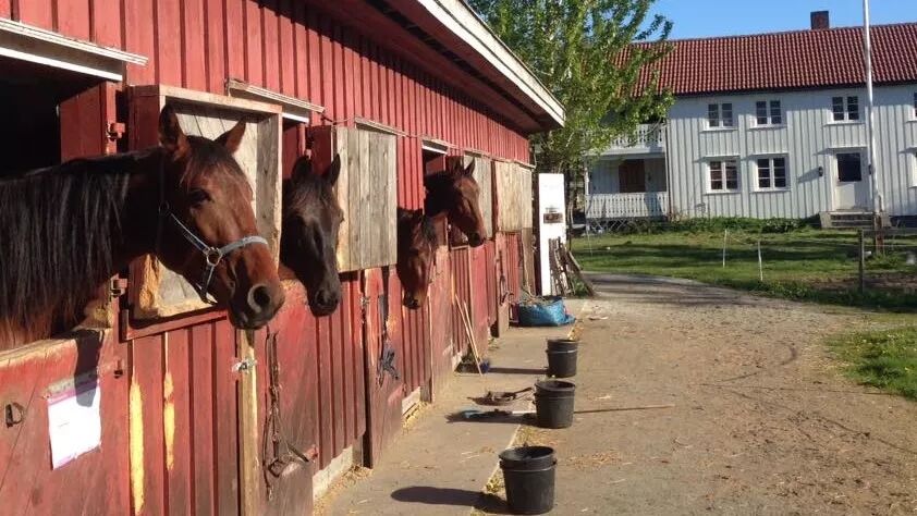 Hester er smartere enn antatt, viser en ny studie.
 Foto: Illustrasjonsfoto