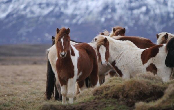 Har du importert hest til Norge?