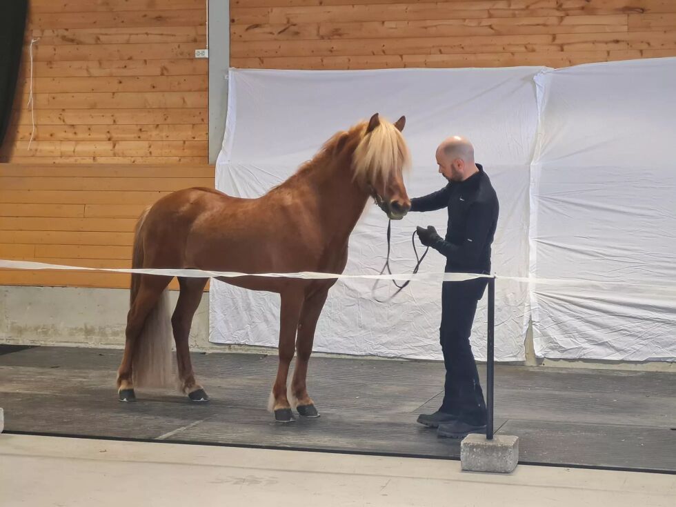 Det er klart for årets første avlsvisning i morgen. Der har påmeldingen vært god. Illustrasjonsfoto.
 Foto: Elin Johansen.