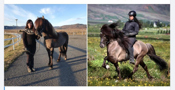 Auðsholtshjáleiga med 100 1.premierte hester