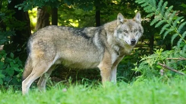 En ulv som oppholdt seg rundt gården til Trond Anderssen den siste uken, ble søndag skutt.
