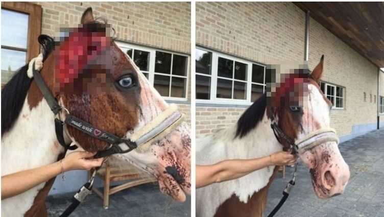 Denne hesten ble funnet med et avskåret øre.
 Foto: LA LIGUE DES ANIMAUX