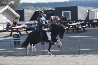 Årets avlsutstillinger og dommere