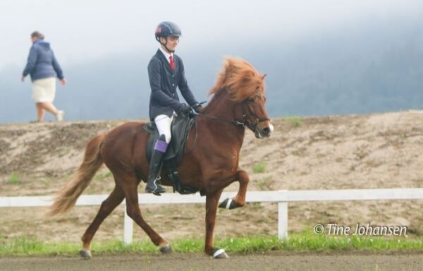 Hagall von Der Fuchsfarm blir i Norge
