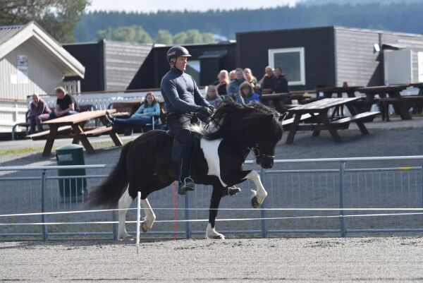 Årets avlsutstillinger og dommere