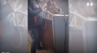Rystes av video