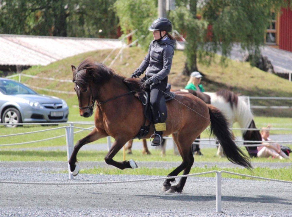 Hetja fra Libjå, Ellas andre hest.
 Foto:  Emma Brautaset Lehland