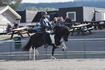 Årets avlsutstillinger og dommere