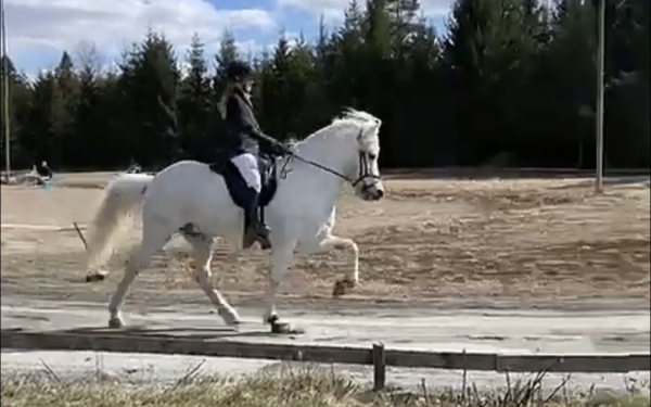 Flott T7 av Julie og Dropi