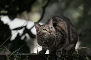 Hold katten ute av stallen