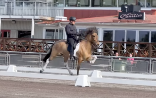 Fire hester vist på Romme