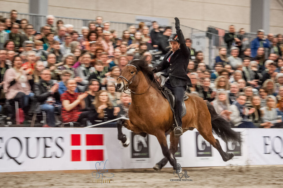 Hingsteshowet er blant det som endres på for å ivareta hestevelferden.
 Foto: Töltaren – Fotograf Sofie Lahtinen Carlsson.