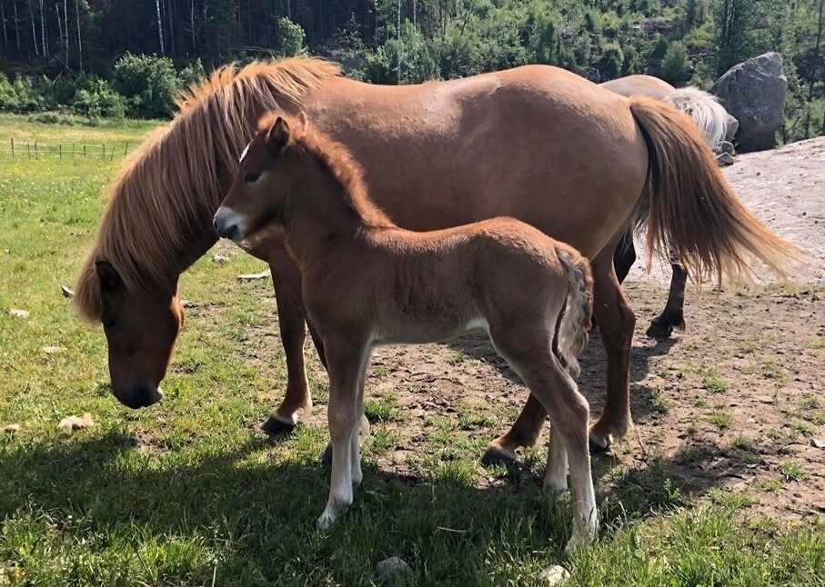 Dásemd fra Bergkåsa (8,15) med sitt flotte hoppeføll etter Lukku-Blesi frá Selfossi (8,33), Draumstjarna.
 Foto: privat