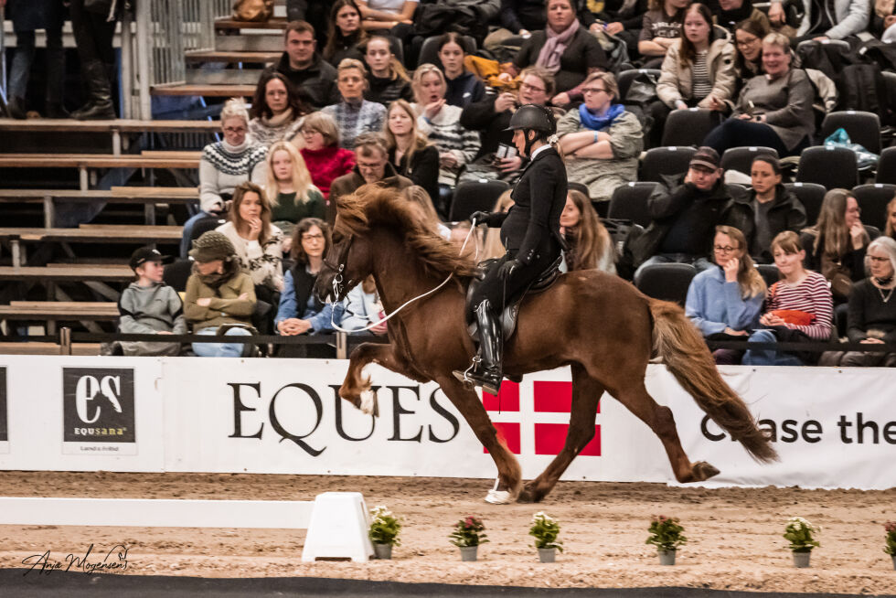 Christina Johansen tok tre plasser i A-finalen etter uttagning, og har dermed et pent knippe hester å velge blant til finalen.
 Foto: Anja Mogensen
