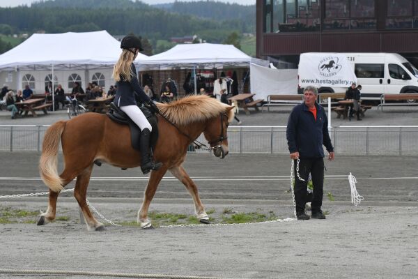 Flotte hester i T3 junior