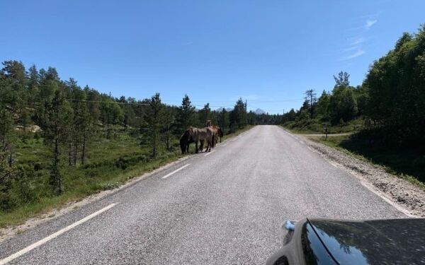 Mangler flere hester