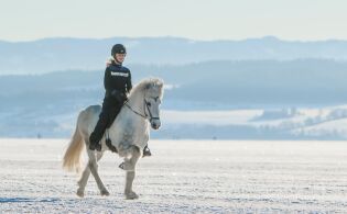 Blesi glitret i  Stugudal
